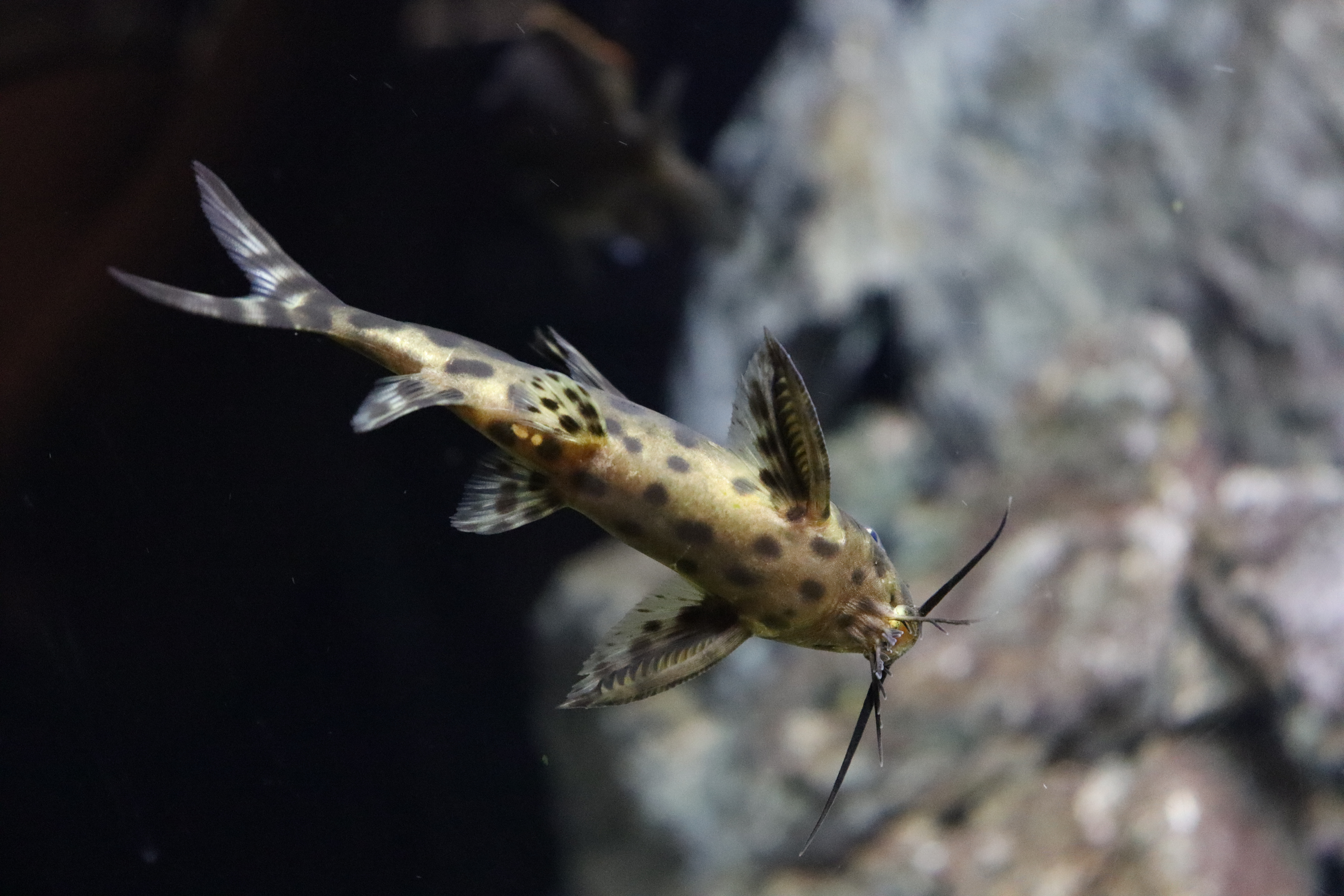 Cuckoo Catfish
