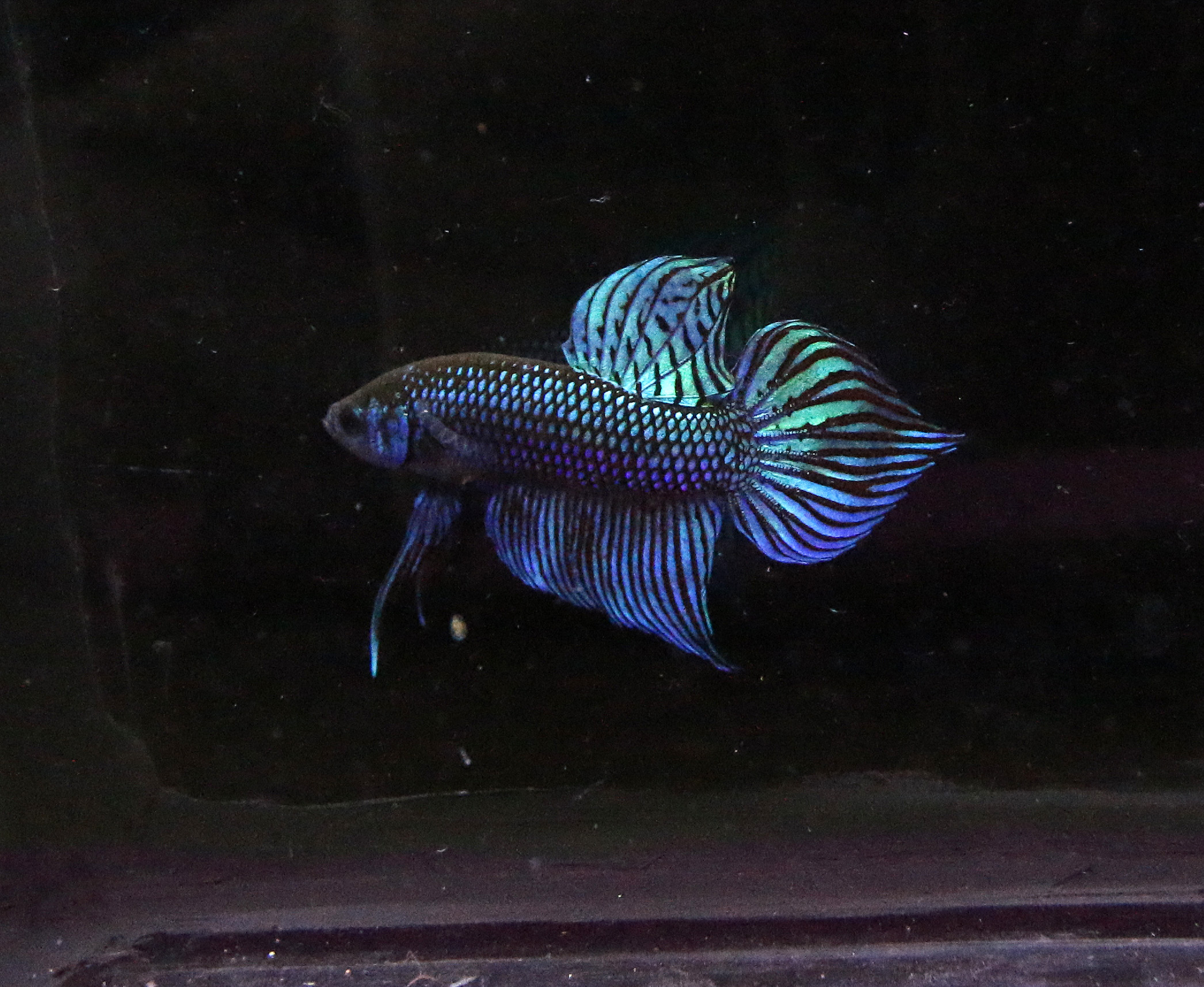 Betta Mahachaiensis
