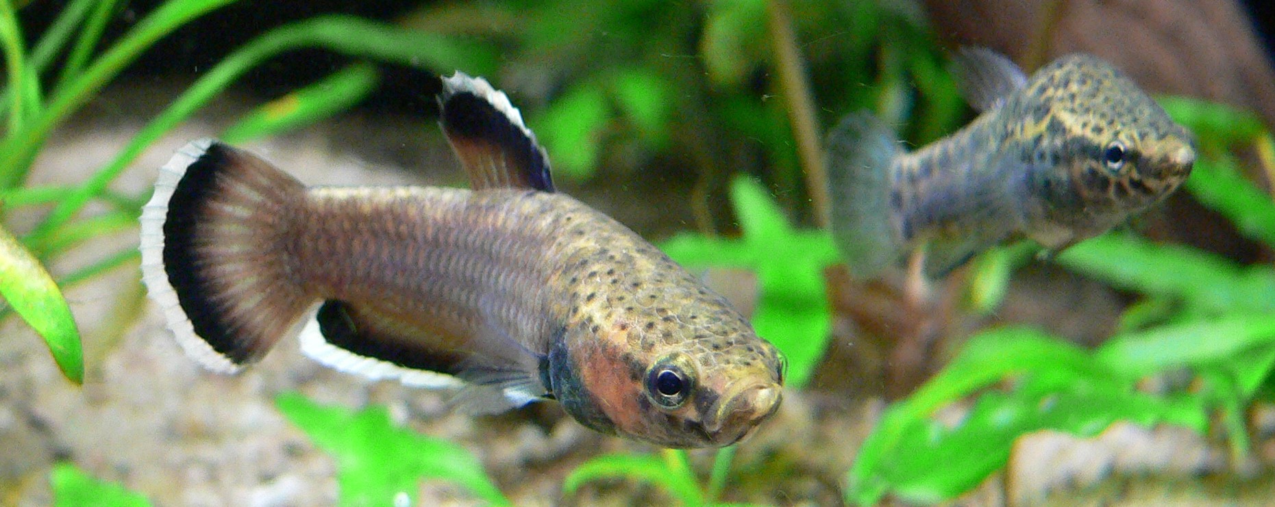 Betta Albimarginata