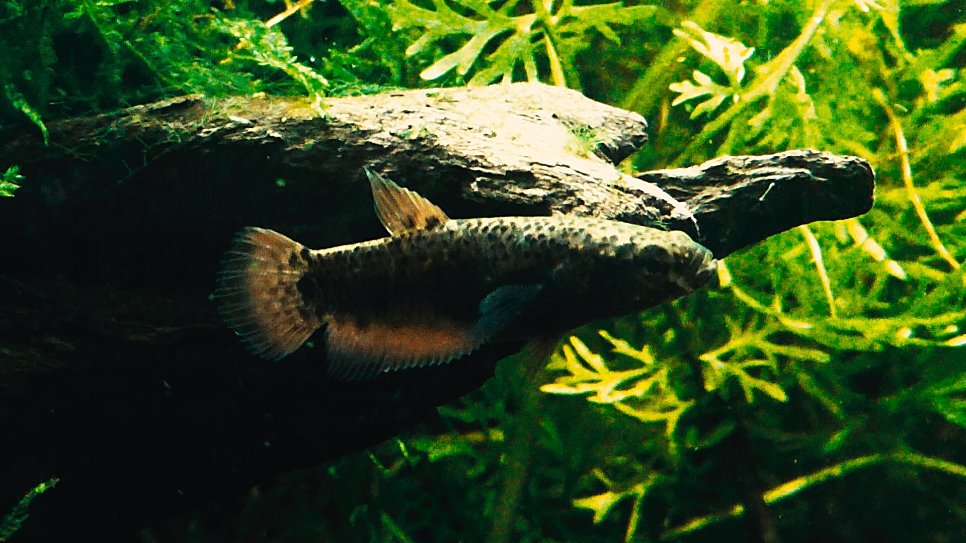 Betta Channoides