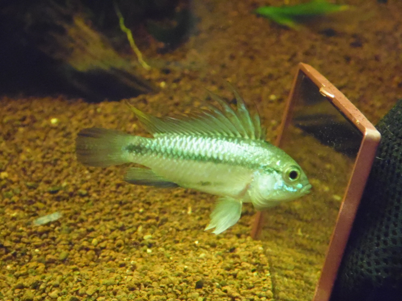 Apistogramma Trifasciata