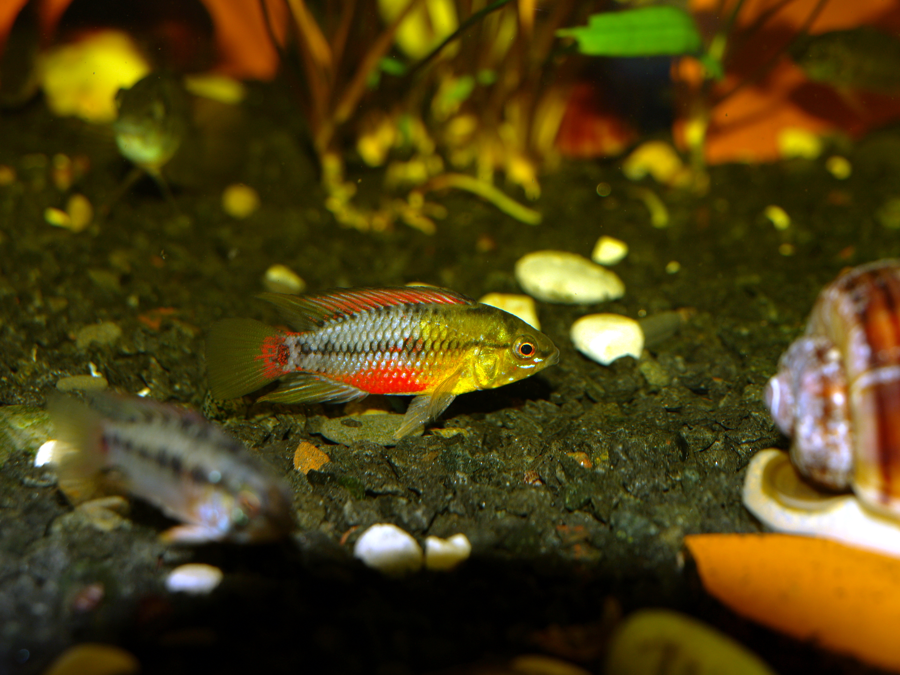 Apistogramma Hongsloi
