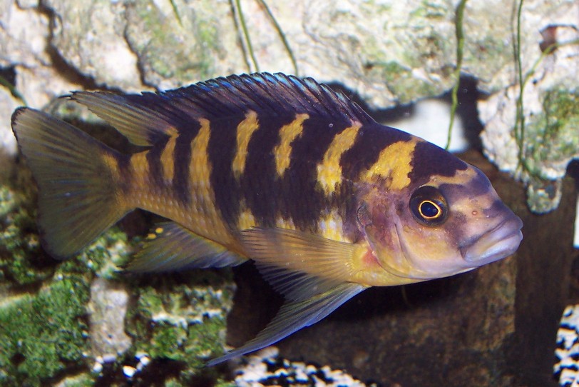 Bumblebee Mbuna