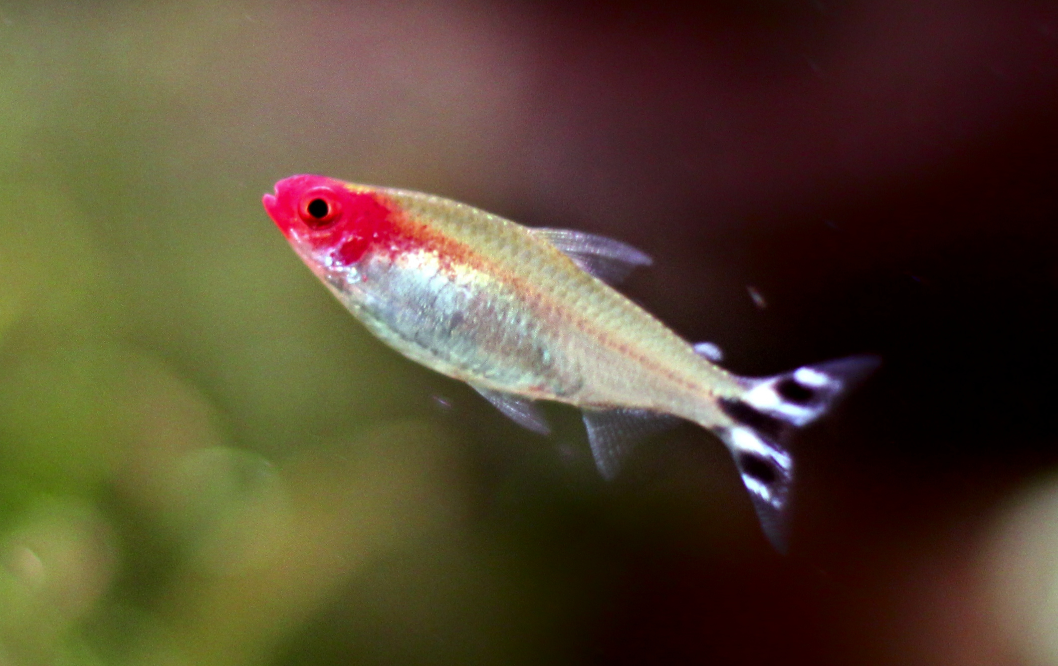 Brilliant Rummy Nose Tetra