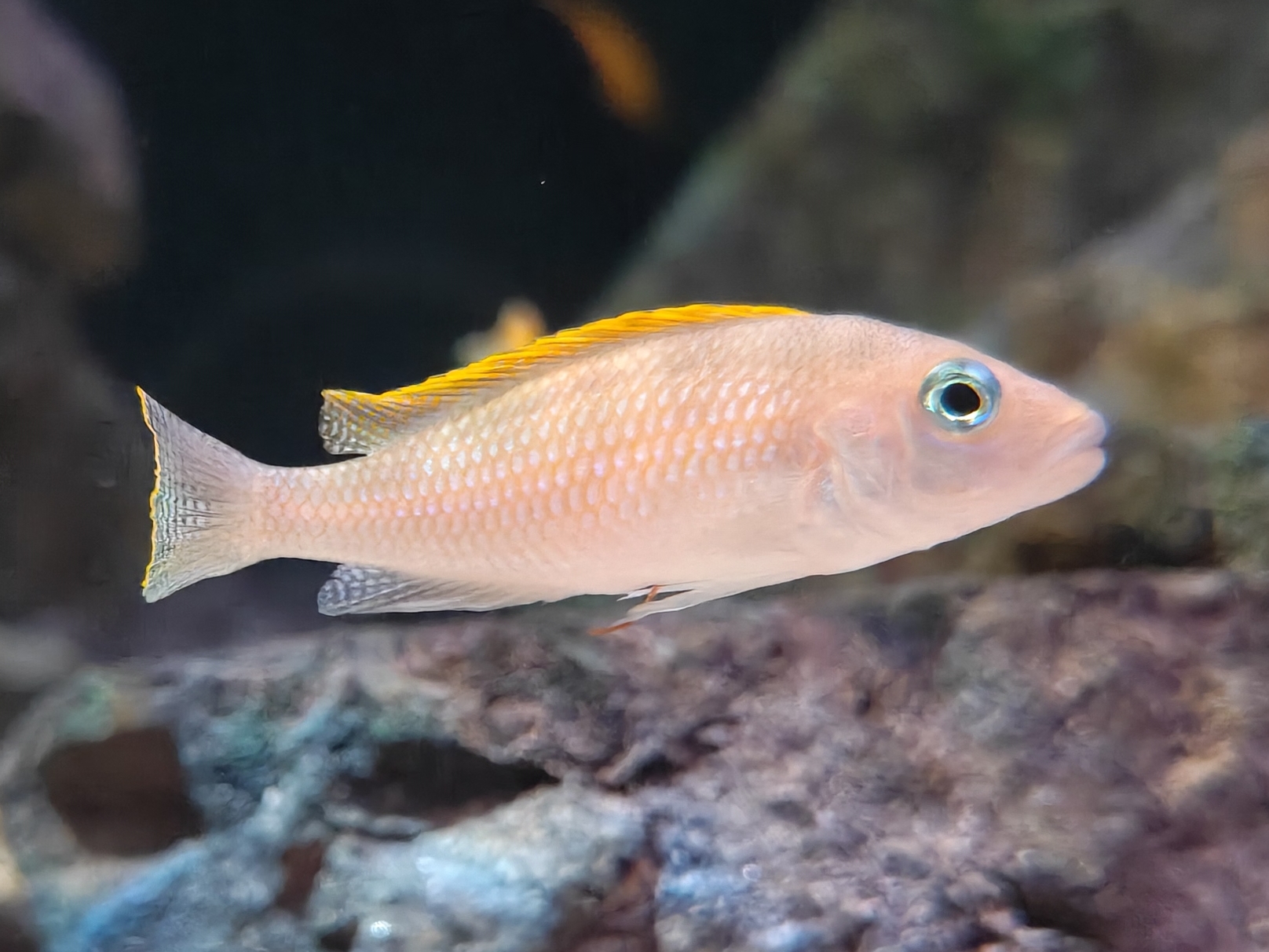 Caudopunctatus Cichlid