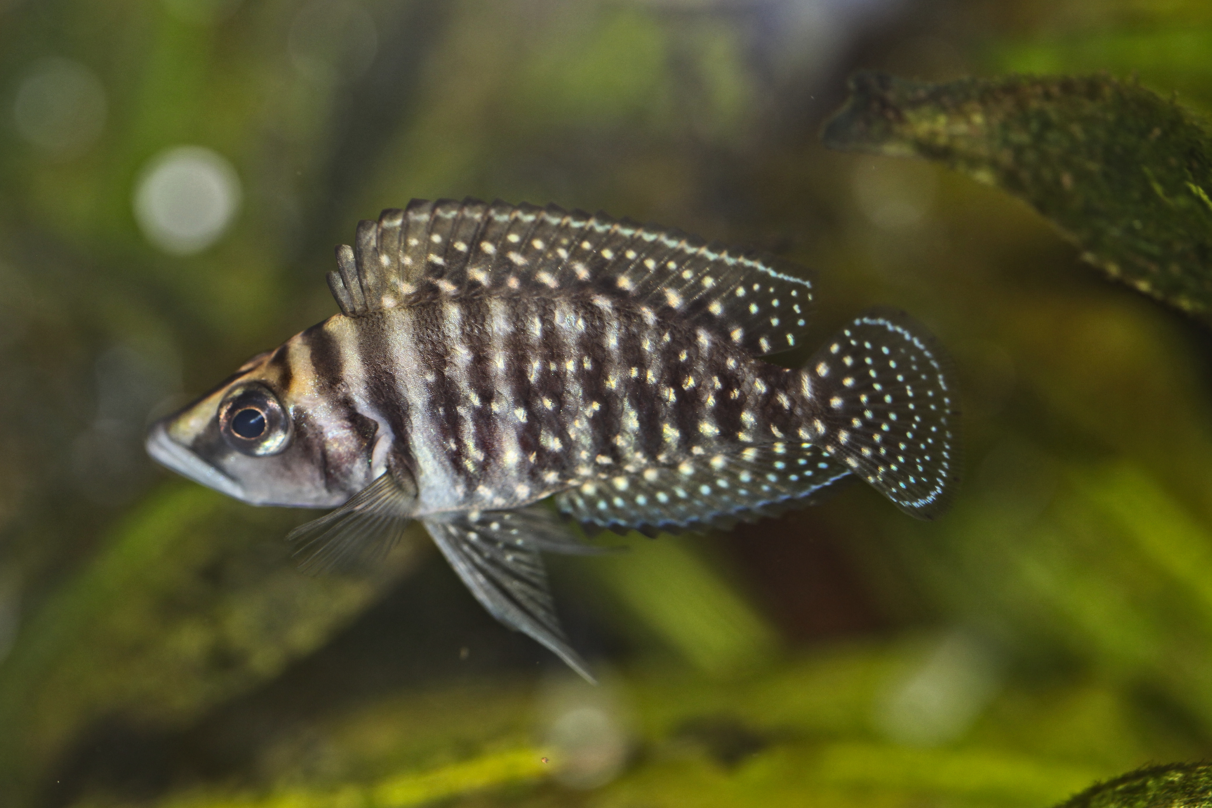 Black Calvus