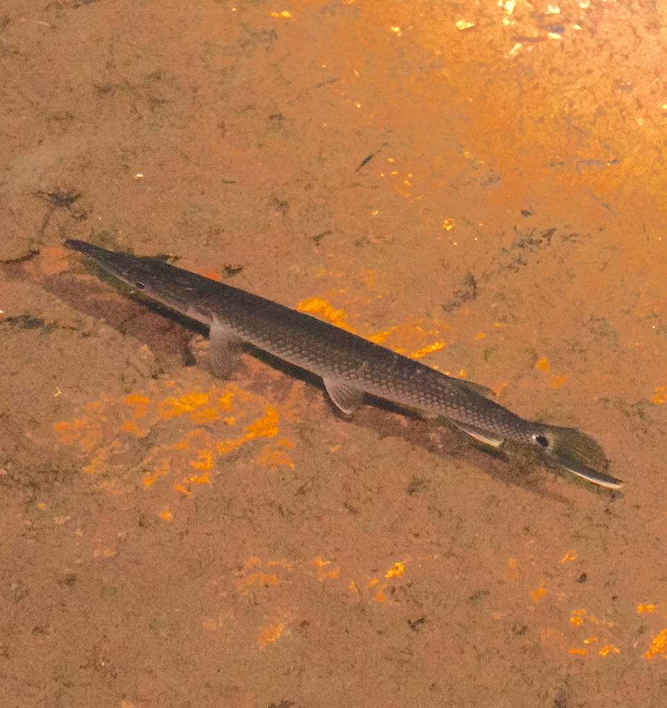 Freshwater Barracuda