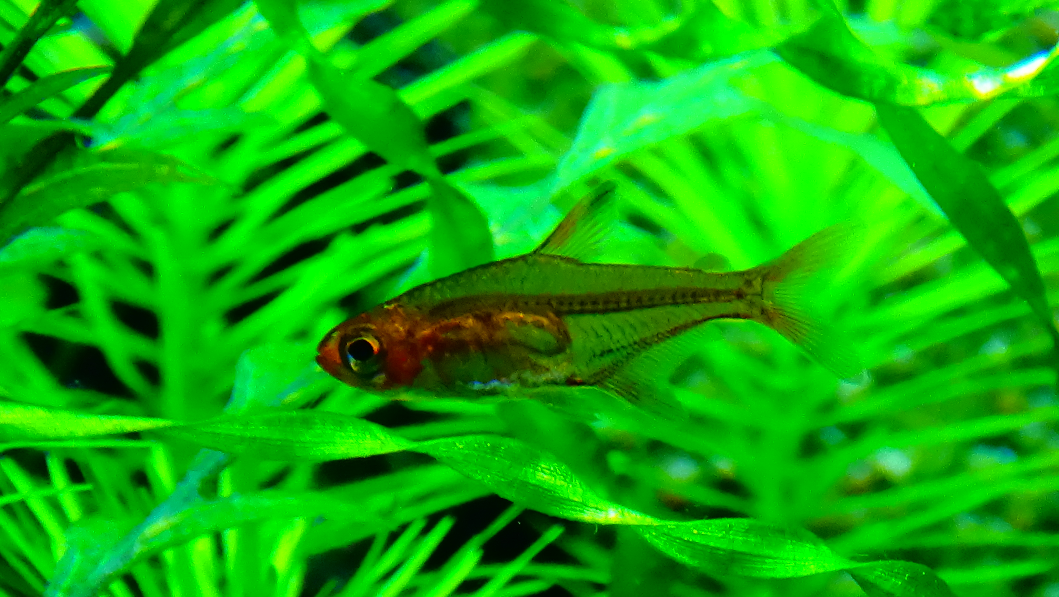 Ember Tetra