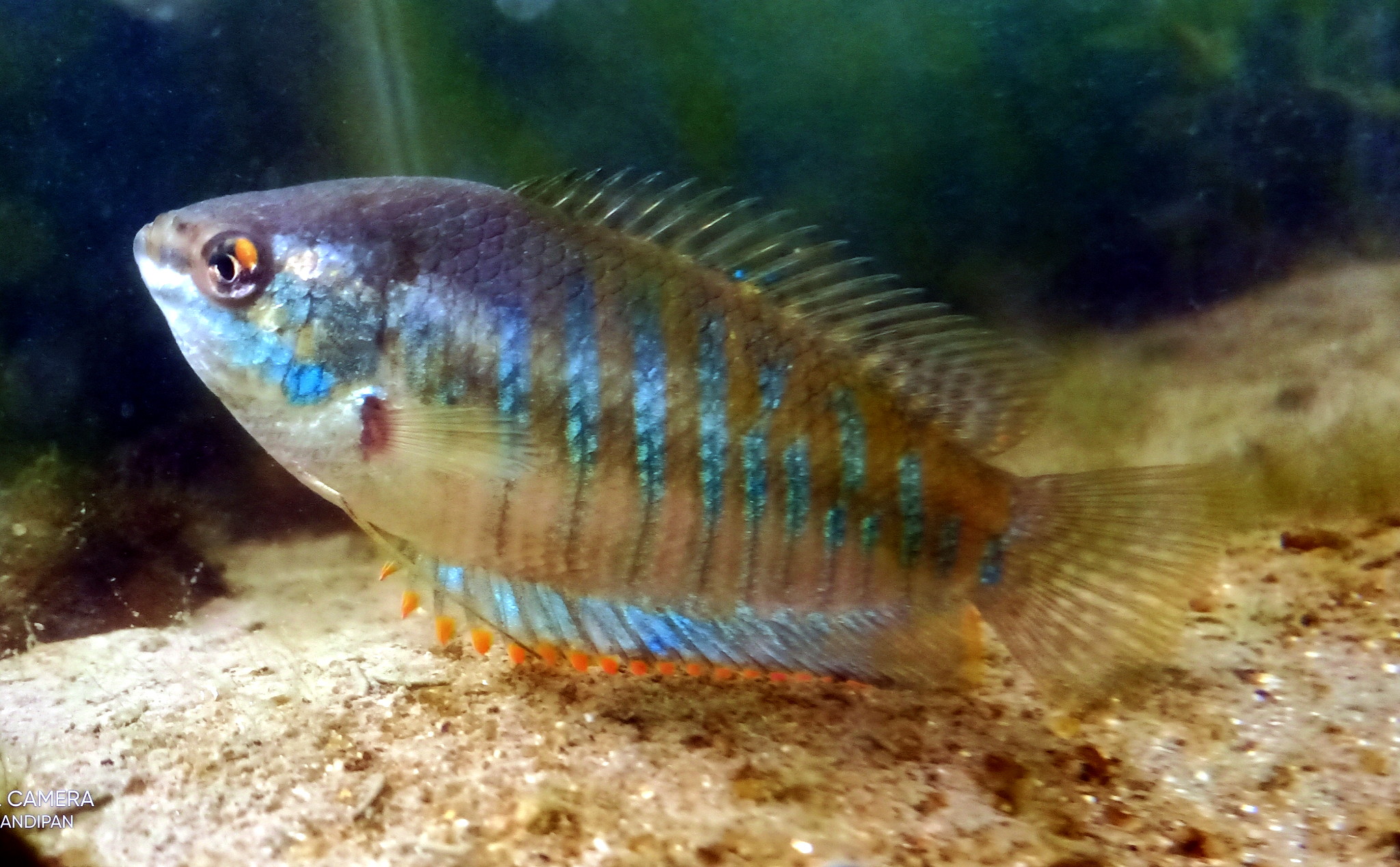 Dwarf Gourami