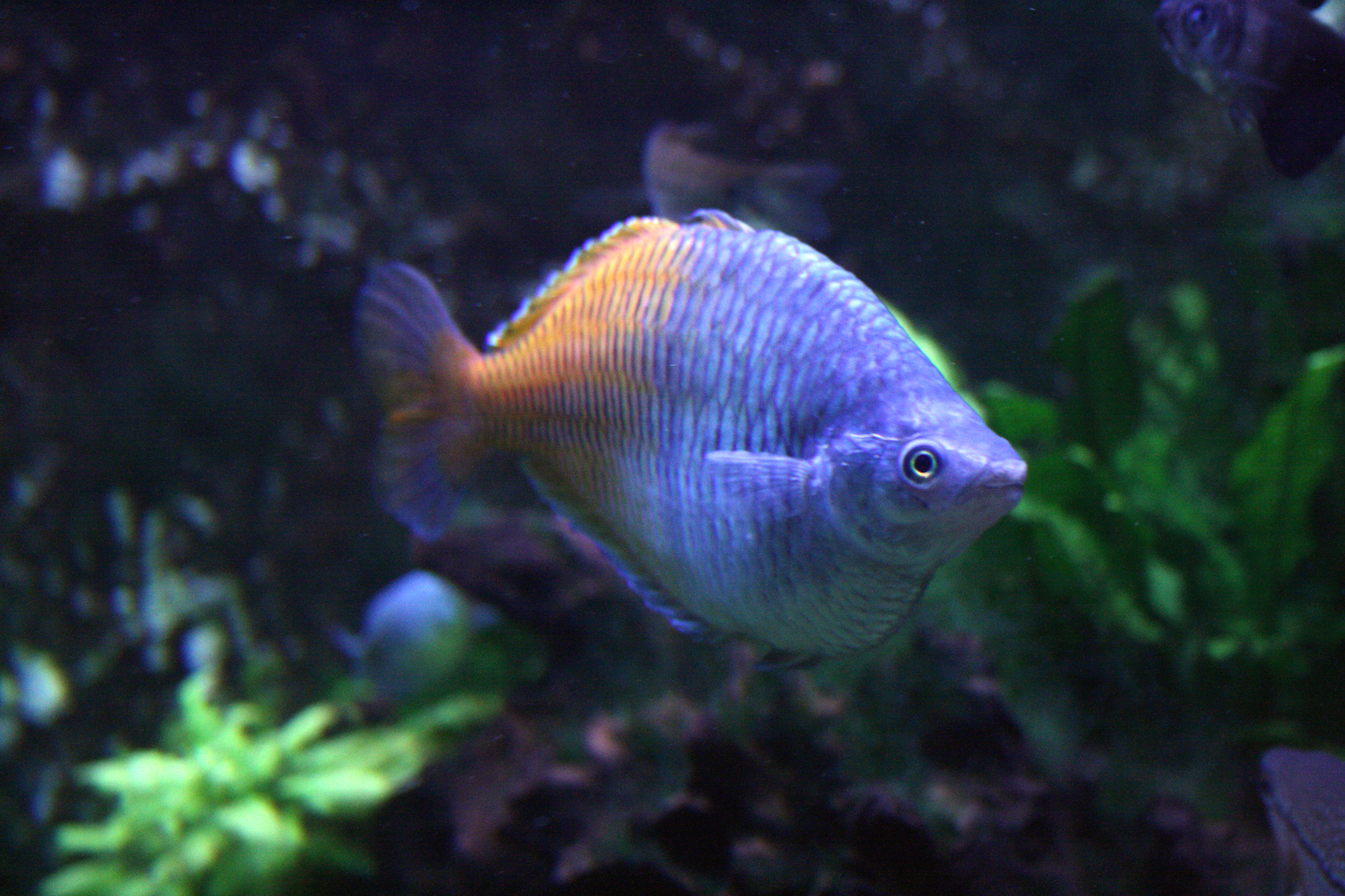 Boesemani Rainbowfish
