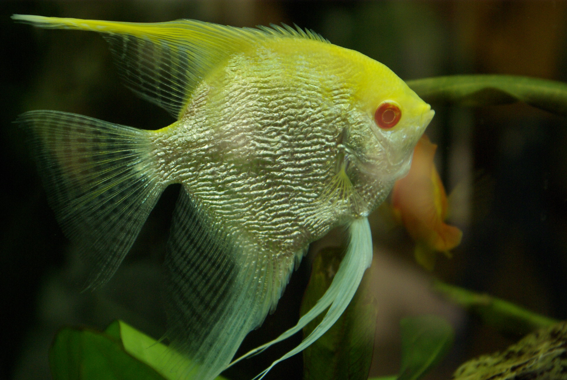 Angelfish