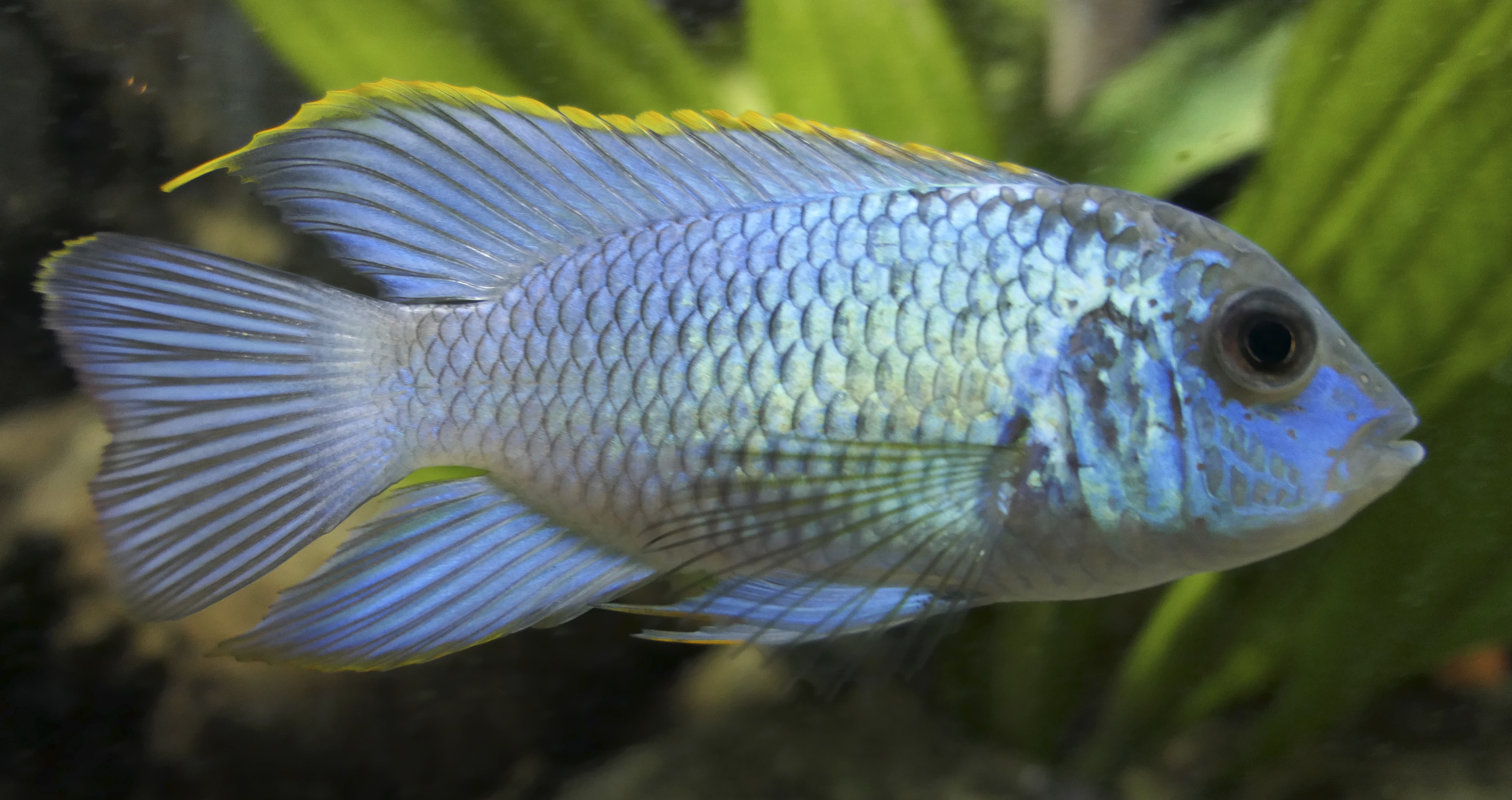 Blue Acara