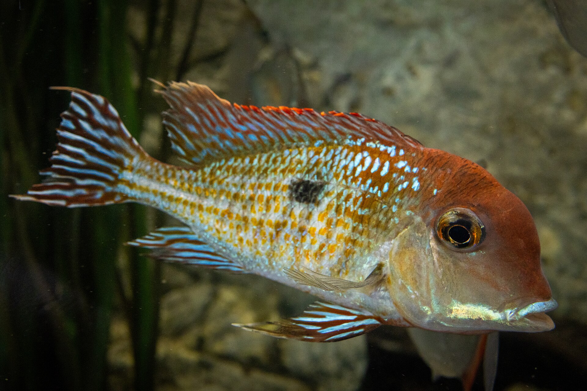 Geophagus Red Head Tapajos