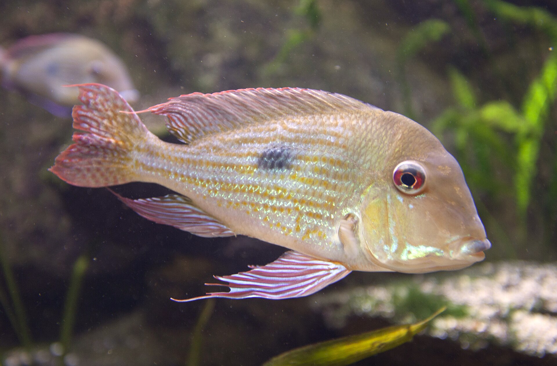Geophagus Surinamensis Group