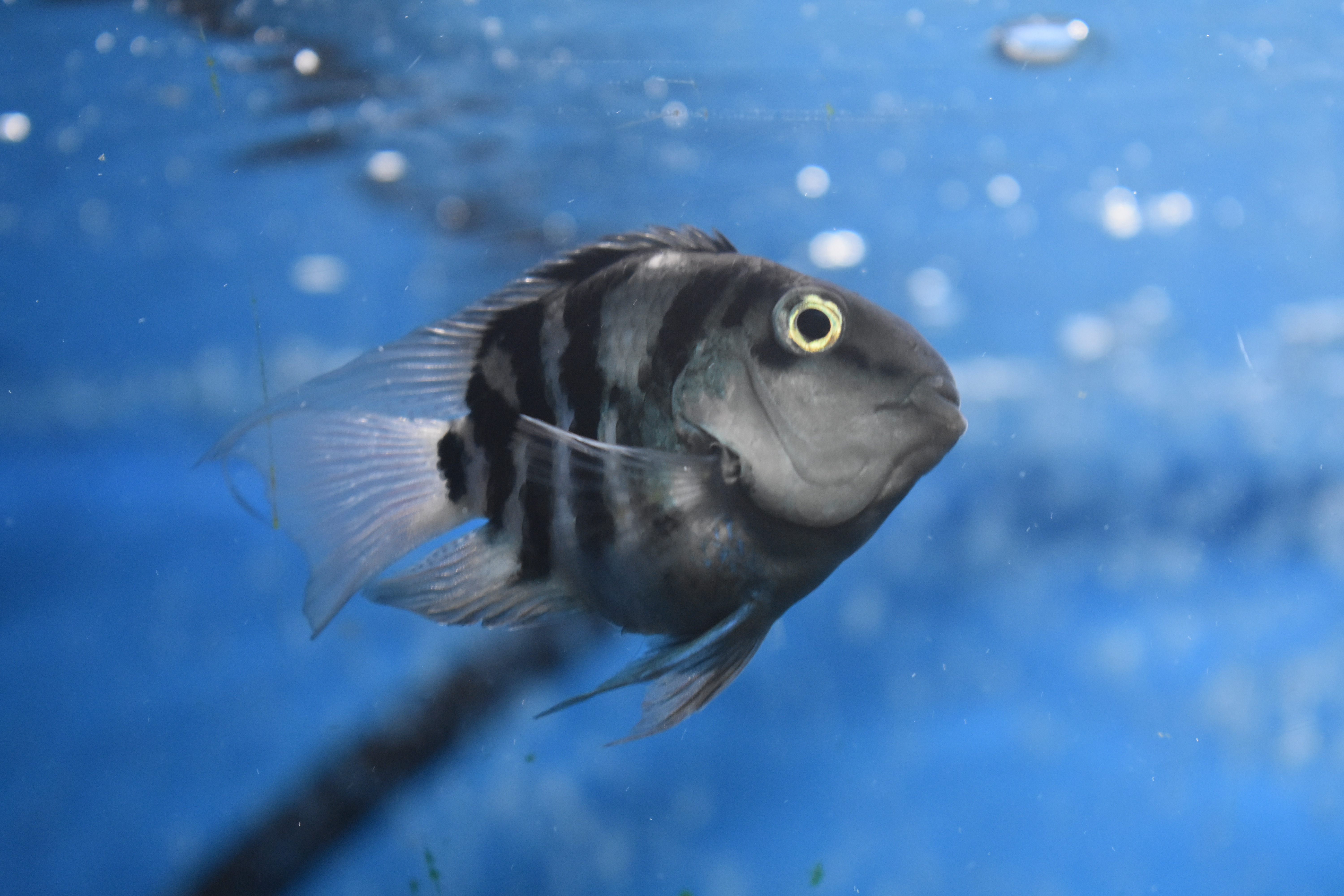 Convict Hybrid / Mutt Cichlid